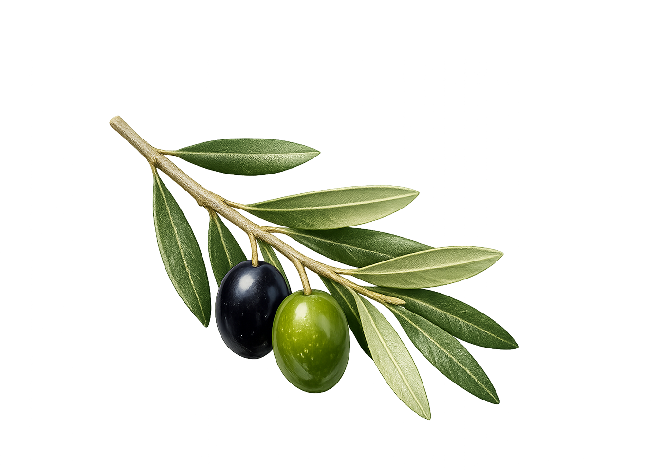 Olive