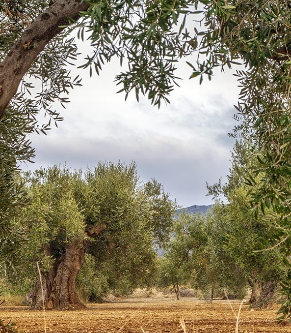 Azienda Agricola Montagna Antonio